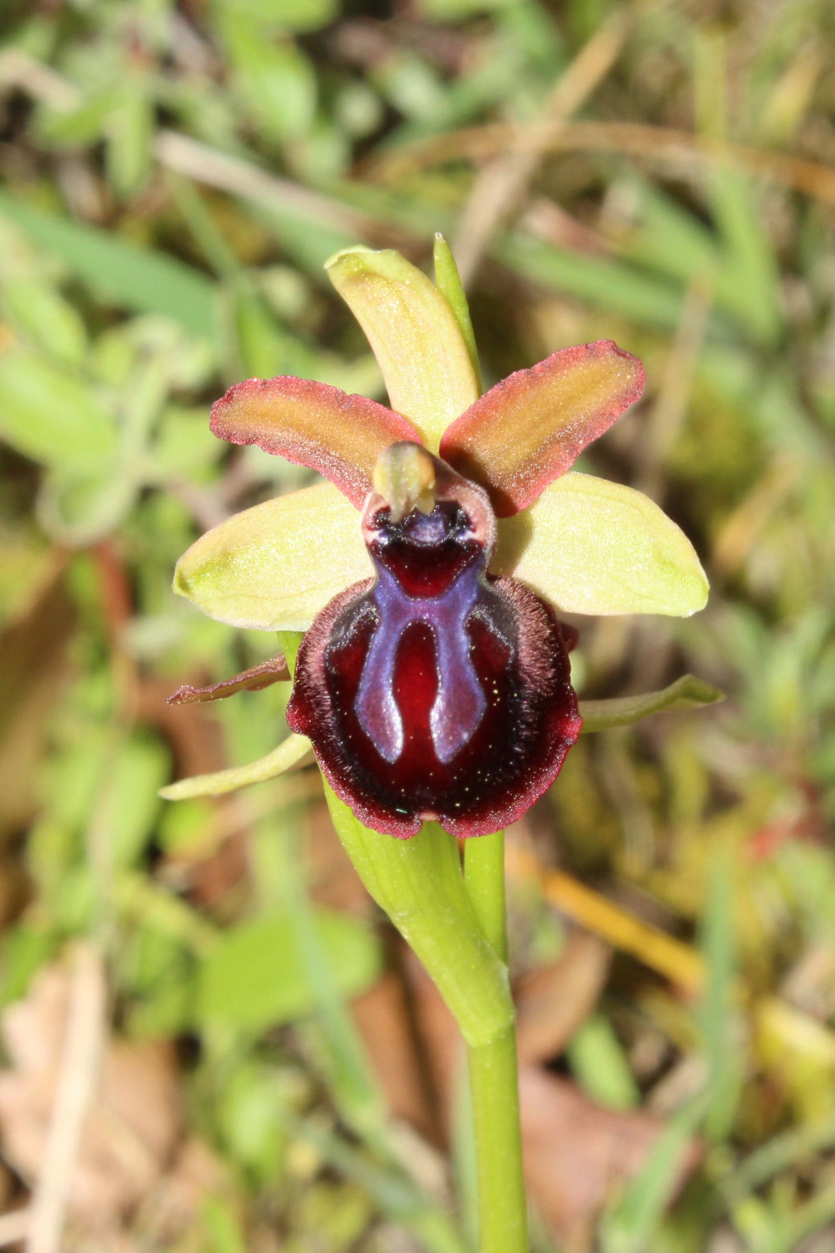 Ophrys da determinare